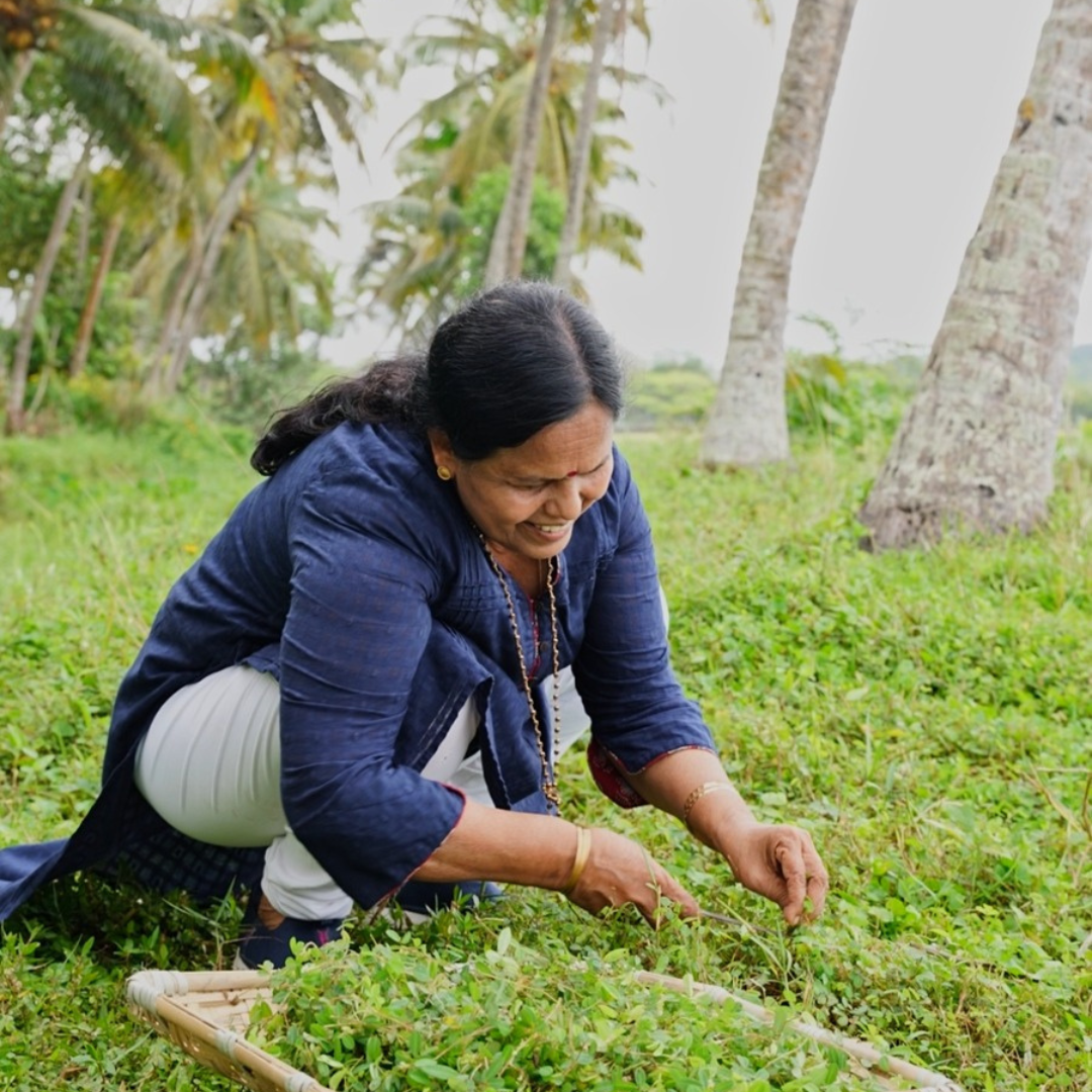Radha Ma'am collecting Kallolini Stretch Mark Oil ingredients